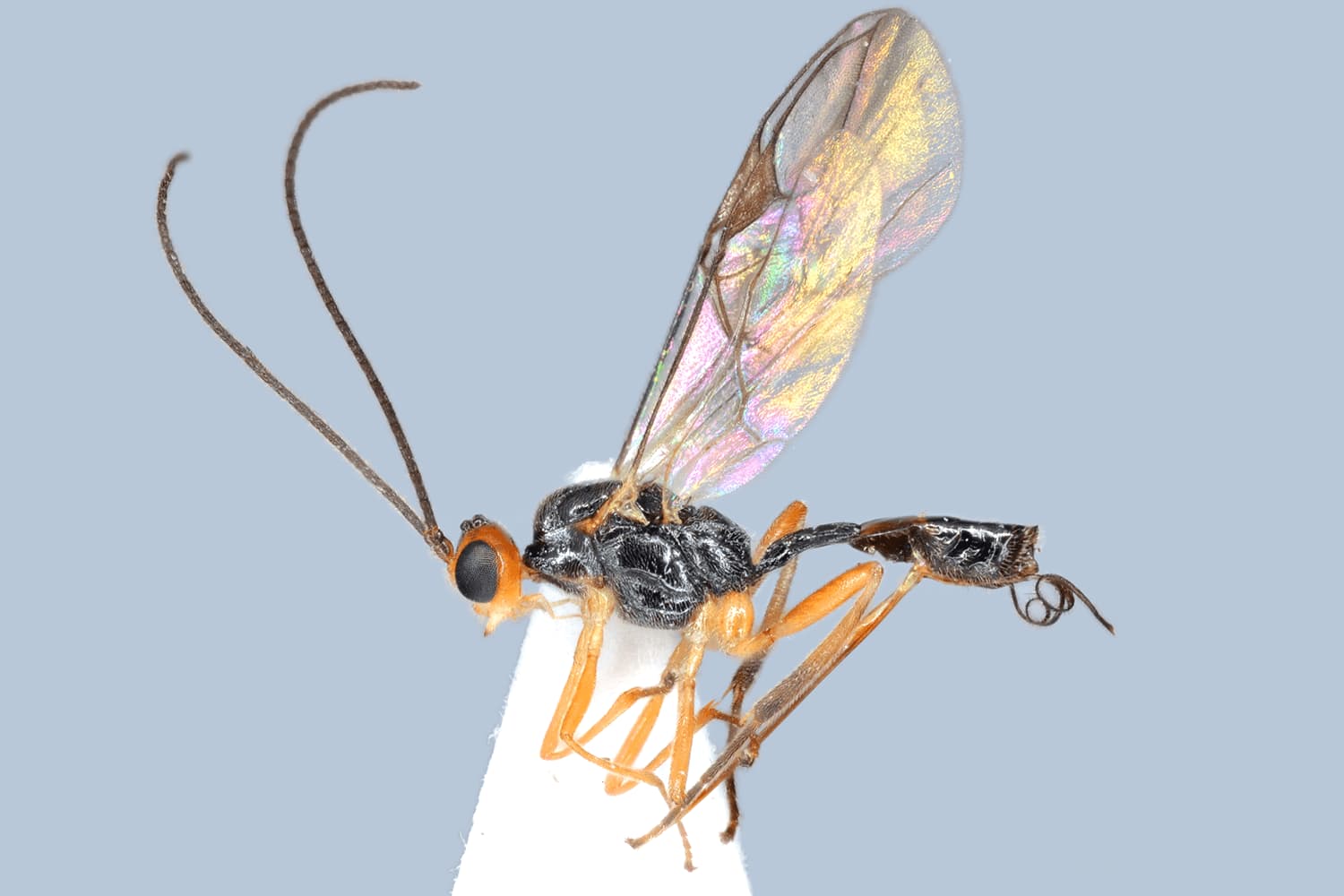 Default image
